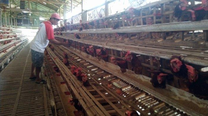 Peternak Ayam di Kudus Belum Bahagia Meski Harga Telur Naik, Abdul ... Ternak ayam petelur di Didohu, Kab. Pegunungan Arfak