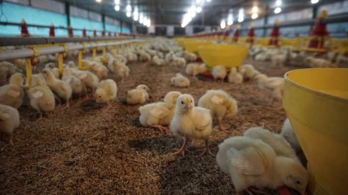 X ATU3 7 TIPS MENENTUKAN LOKASI KANDANGKAN LOKASI Ayam Ternak di Ngadiluwih, Kediri