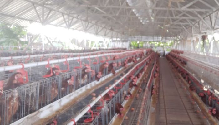 7 Cara Beternak Ayam Petelur bagi Pemula - Hot Liputan6.com Ayam merah petelur di Mendahara Ulu, Kabupaten Tanjung Jabung Timur