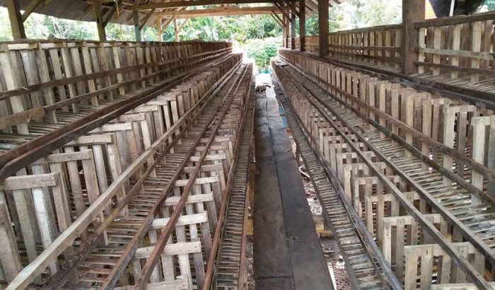 Usaha Ternak Ayam Petelur 100 ekor Untuk Pemula Usaha Ternak Ayam Petelur 100 ekor Untuk Pemula