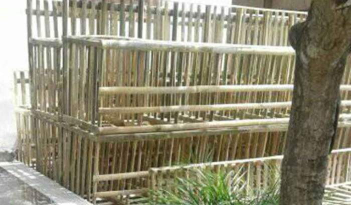 Modal Ternak Ayam Petelur 1000 Ekor