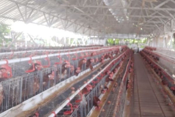 Ternak ayam kampung petelur dan umbaran di belakang rumah #chicken ...