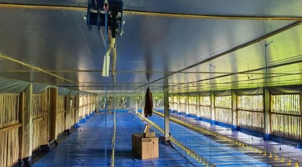 Modal Ternak Ayam Petelur 1000 Ekor