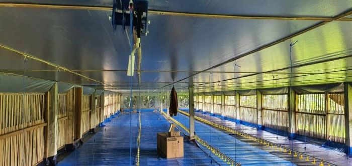 Modal Ternak Ayam Petelur 1000 Ekor Modal Ternak Ayam Petelur 1000 Ekor