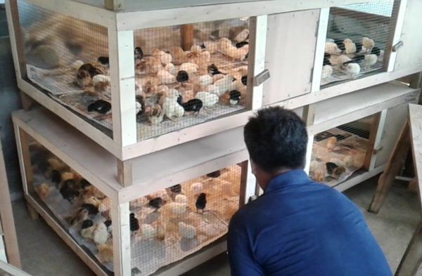 Ternak ayam petelur di Wonosobo, Tanggamus