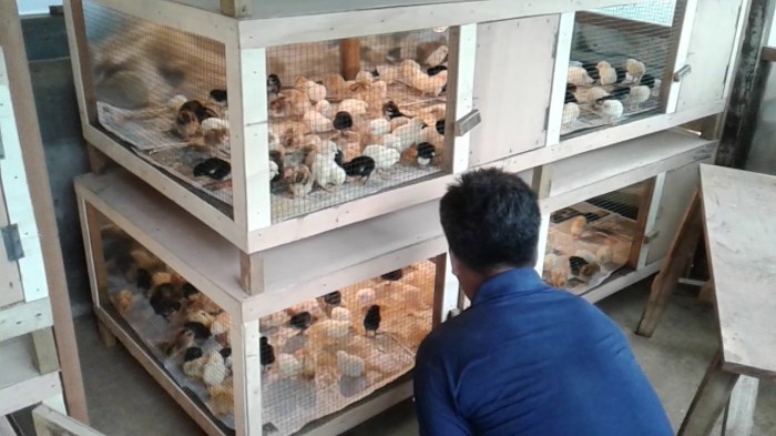 Ternak ayam petelur di Wonosobo, Tanggamus