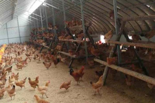 Ayam layer di Muara Siau, Kabupaten Merangin
