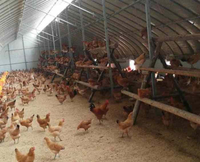 Ayam layer di Muara Siau, Kabupaten Merangin