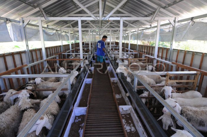 Susu kambing di Tretep, Temanggung