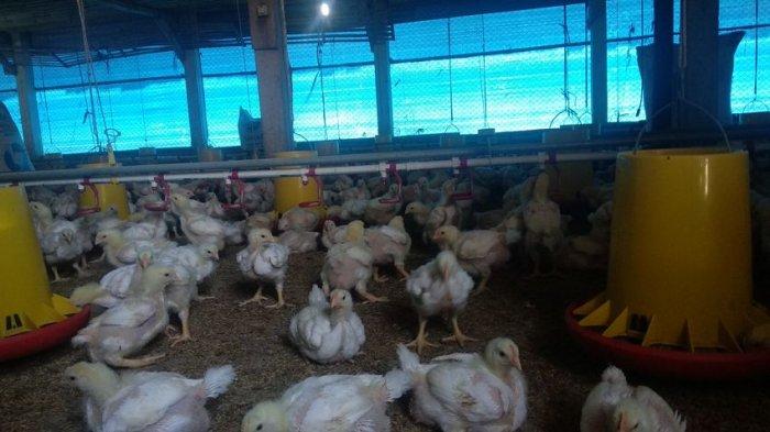 Ayam afkir di Dawuan, Majalengka