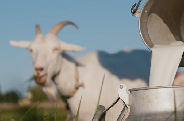 Susu kambing di Nagreg, Bandung