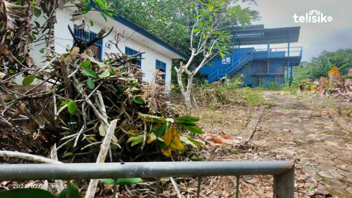 7 Daun Penambah Stamina Ayam Bangkok - Beternak Ayam Daun penggemuk ayam di Loea, Kolaka Timur