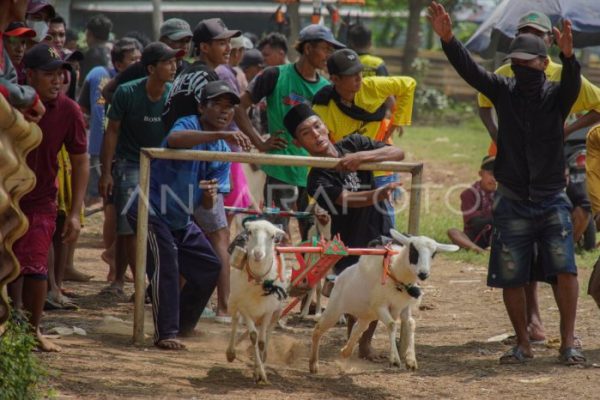 Daging kambing di Pajarakan, Probolinggo