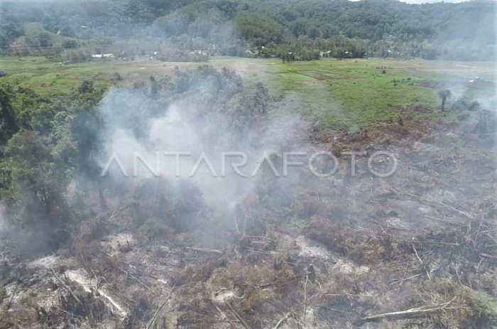 Daun penggemuk ayam di Tinondo, Kolaka Timur