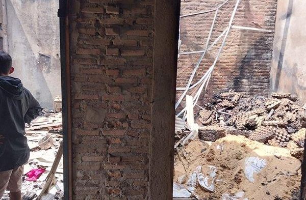 Peternakan ayam petelur lampung