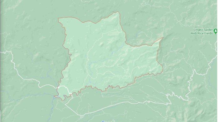 Daun penggemuk ayam di Welak, Manggarai Barat