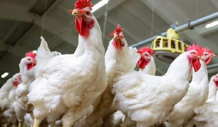 Ayam Ternak di Somolo-molo, Nias