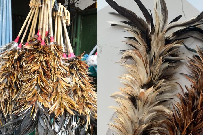 Bulu kelinci di Lasalimu Selatan, Buton