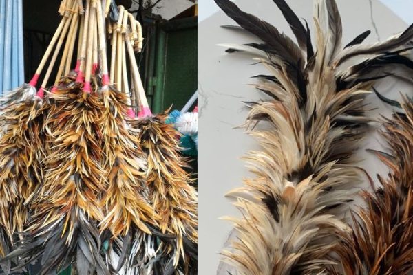 Bulu kelinci di Watunohu, Kolaka Utara