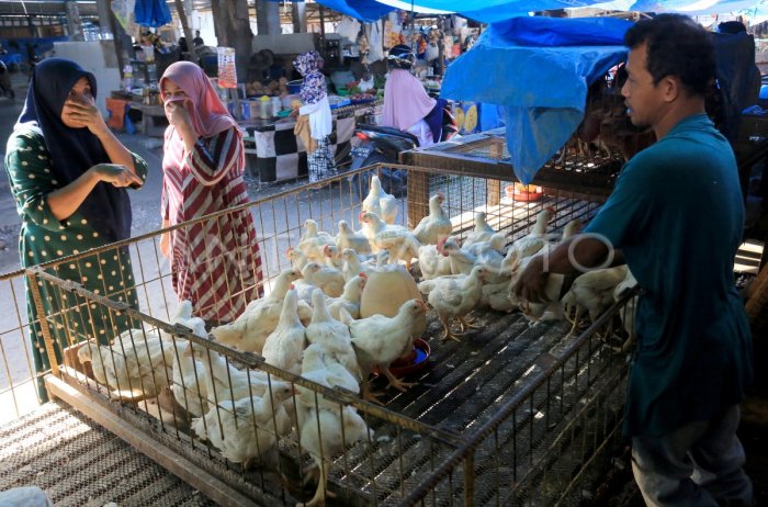 Update Harga Ayam Potong di Muba Hari ini Rp28 Ribu per Kilo, Ayam ...