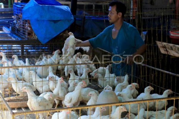 Harga ayam kampung potong di Susukan, Cirebon