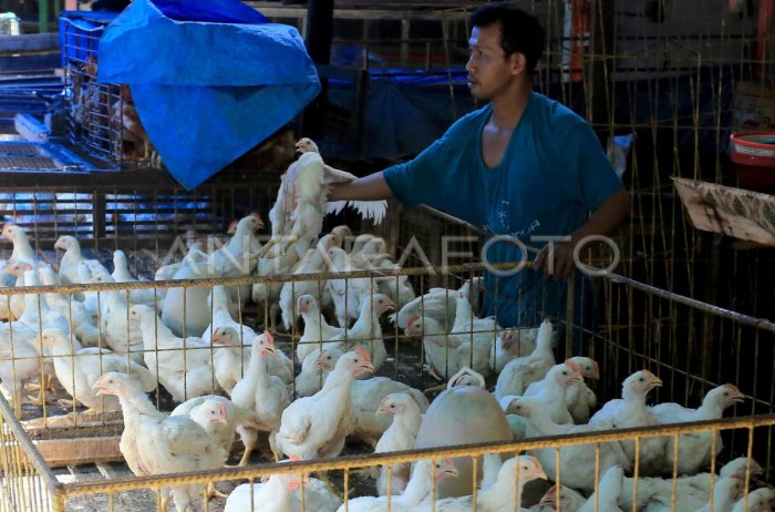 Kenaikan harga ayam potong di Aceh | ANTARA Foto Harga ayam kampung potong di Susukan, Cirebon