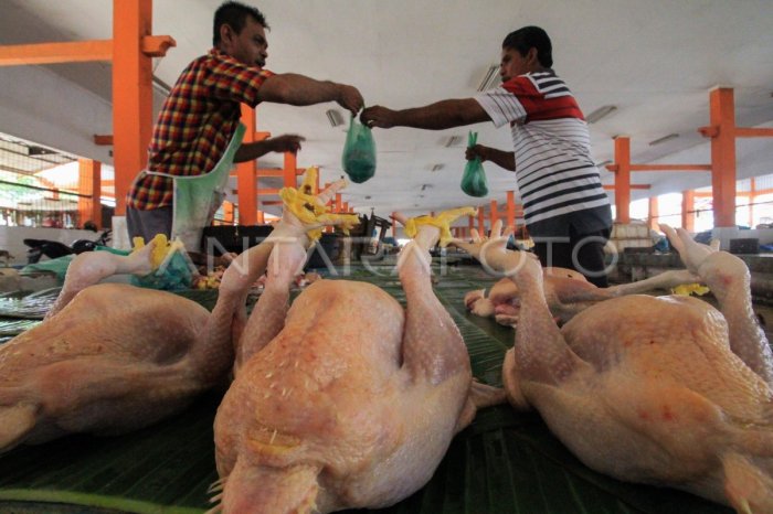 KENAIKAN HARGA AYAM POTONG | ANTARA Foto KENAIKAN HARGA AYAM POTONG | ANTARA Foto