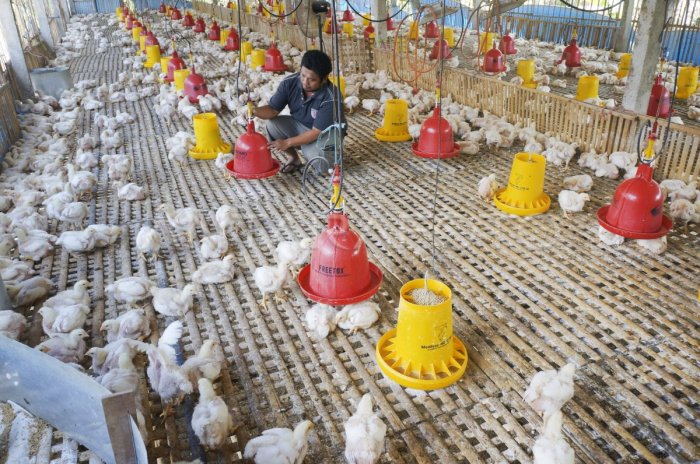 Membuat Kandang Ayam Kampung Sistem Umbaran - Bisnis Ayam Kampung Peternakan ayam kampung di Cepiring, Kendal