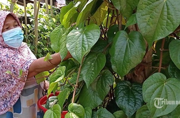 10 Manfaat Minum Air Rebusan Daun Sirih, Atasi Sakit Kepala hingga ...