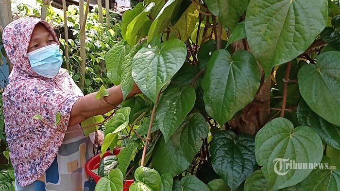 10 Manfaat Minum Air Rebusan Daun Sirih, Atasi Sakit Kepala hingga ...