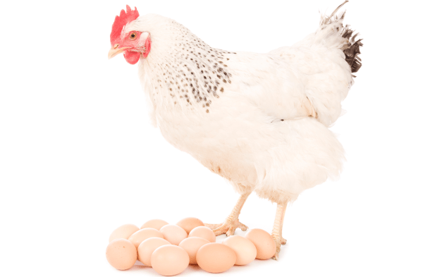 Cara Memilih Bibit Ayam Petelur yang Baik - Indofarm