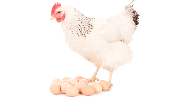 ANALISIS TERNAK AYAM PETElUR 100 EKOR UNTUK PEMULA Ternak ayam petelur di Batu Putih, Berau