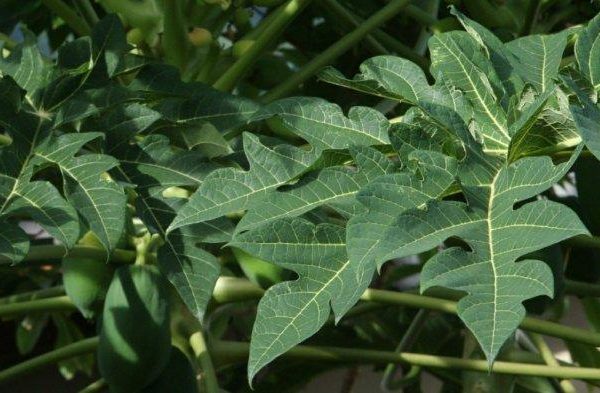 Daun penggemuk ayam di Mambioman Bapai, Kab. Mappi