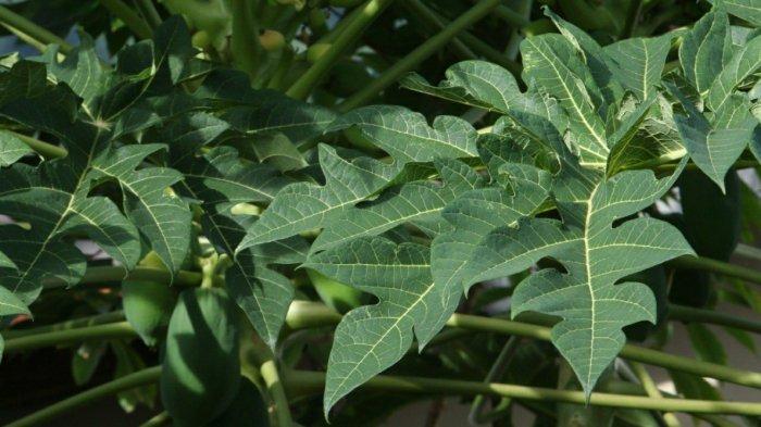 Manfaat Daun Pepaya untuk Kambing, Efektif Hambat Perkembangan Parasit ... Daun penggemuk ayam di Mambioman Bapai, Kab. Mappi