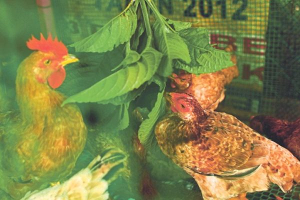 Daun penggemuk ayam di Kadatua, Buton Selatan