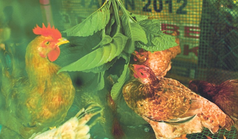 Daun penggemuk ayam di Kadatua, Buton Selatan