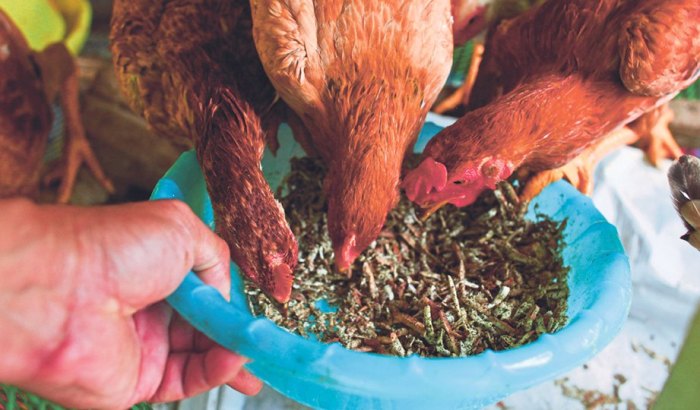 Daun penggemuk ayam di Miyah, Kab. Tambrauw