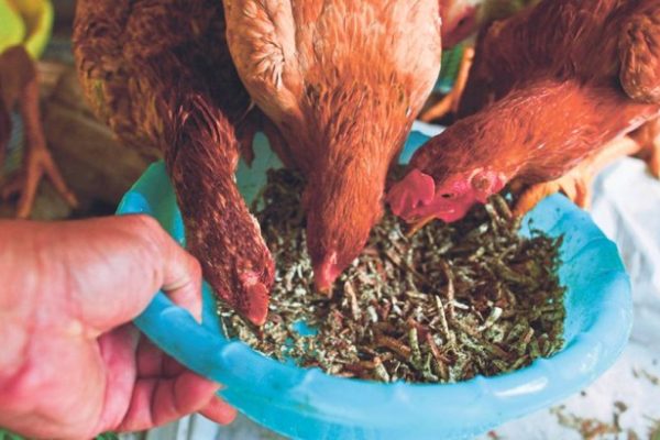 Daun penggemuk ayam di Kuta, Badung