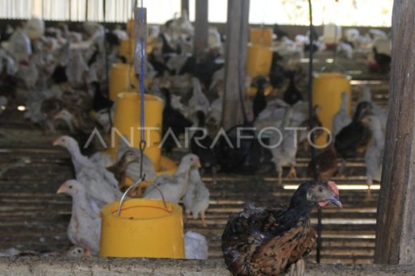 Daun penggemuk ayam di Kupang Barat, Kupang
