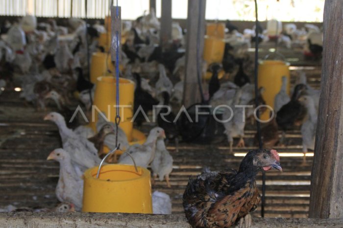 KODIM KUPANG BUDIDAYA AYAM KUB | ANTARA Foto KODIM KUPANG BUDIDAYA AYAM KUB | ANTARA Foto