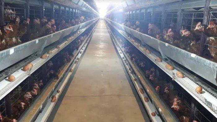 Minim Permintaan Efek Pandemi Covid-19, Peternak Ayam Ras Petelur di ... Ayam Ternak di Puri, Mojokerto