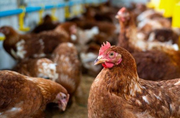 Ayam merah petelur di Rajadesa, Ciamis
