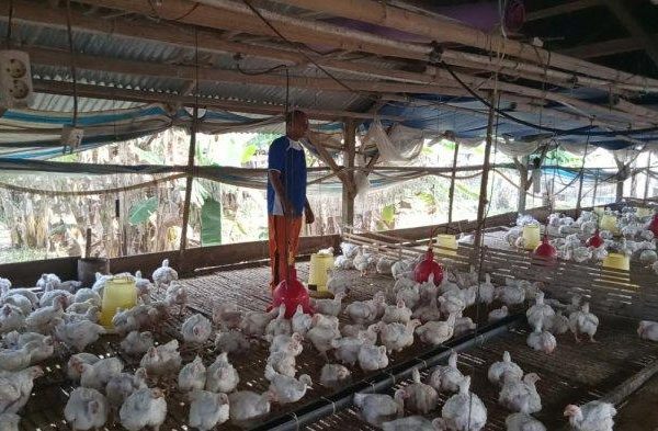 Ternak ayam petelur di Lau, Maros