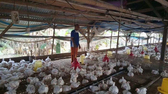 Ternak ayam petelur di Lau, Maros