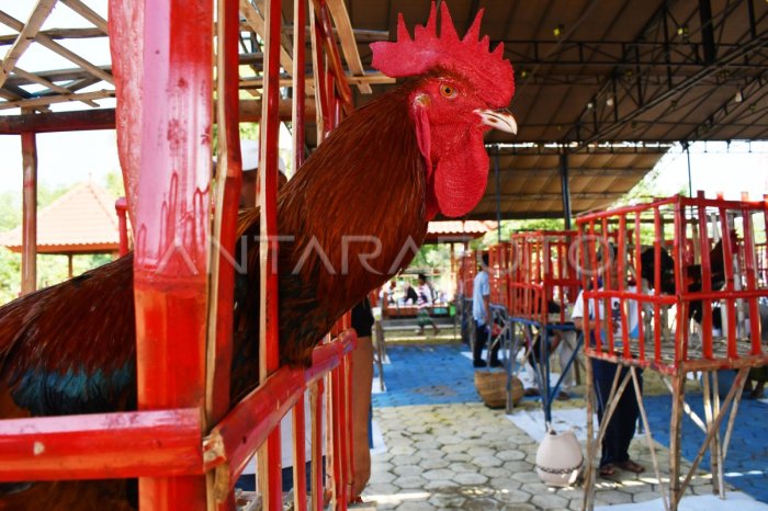 Gambar Ayam Pelung Jumbo - 58+ Koleksi Gambar Gambar Ayam Pelung Jumbo - 58+ Koleksi Gambar
