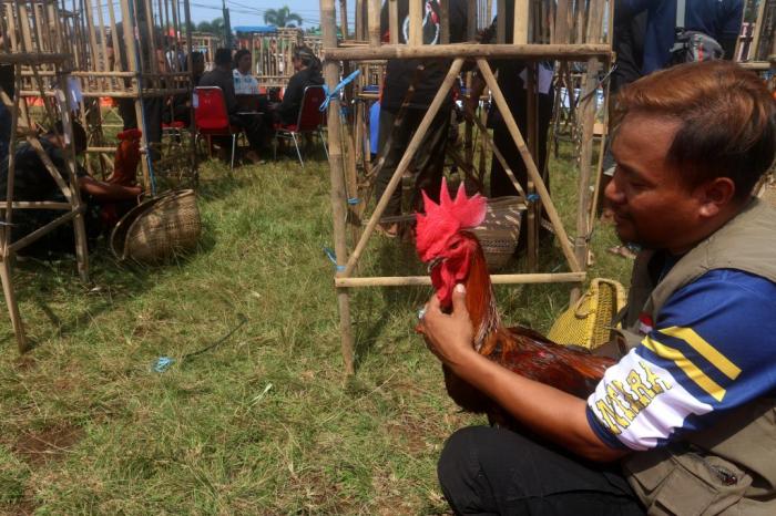 AYAM PELUNG SUPER JUMBO | Ayam Ayam pelung jumbo di Gondokusuman, Kota Yogyakarta