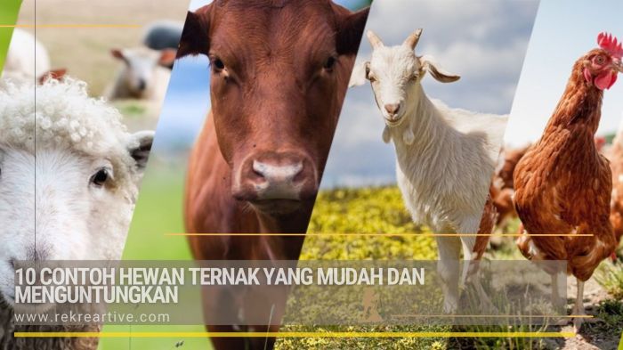 10 Jenis Ternak Hewan Paling Menguntungkan Dalam Waktu Singkat ... Ternak ayam petelur di Balikpapan Tengah, Kota Balikpapan