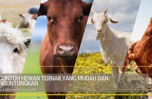 Ternak ayam petelur di Warsa, Kab. Biak Numfor