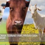 Ternak ayam petelur di Bintuni, Kab. Teluk Bintuni