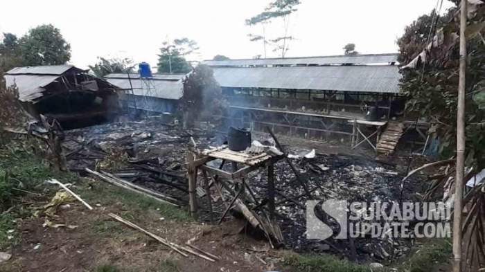 Ribuan Ayam Mati Terpanggang, Ini Dugaan Pemicu Kebakaran di Cidahu ... Ayam afkir di Cidahu, Sukabumi
